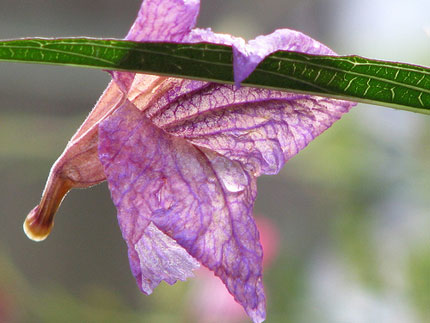 petal hangs off leaf