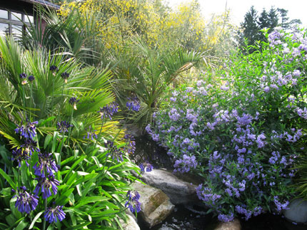 a study in blue flowers