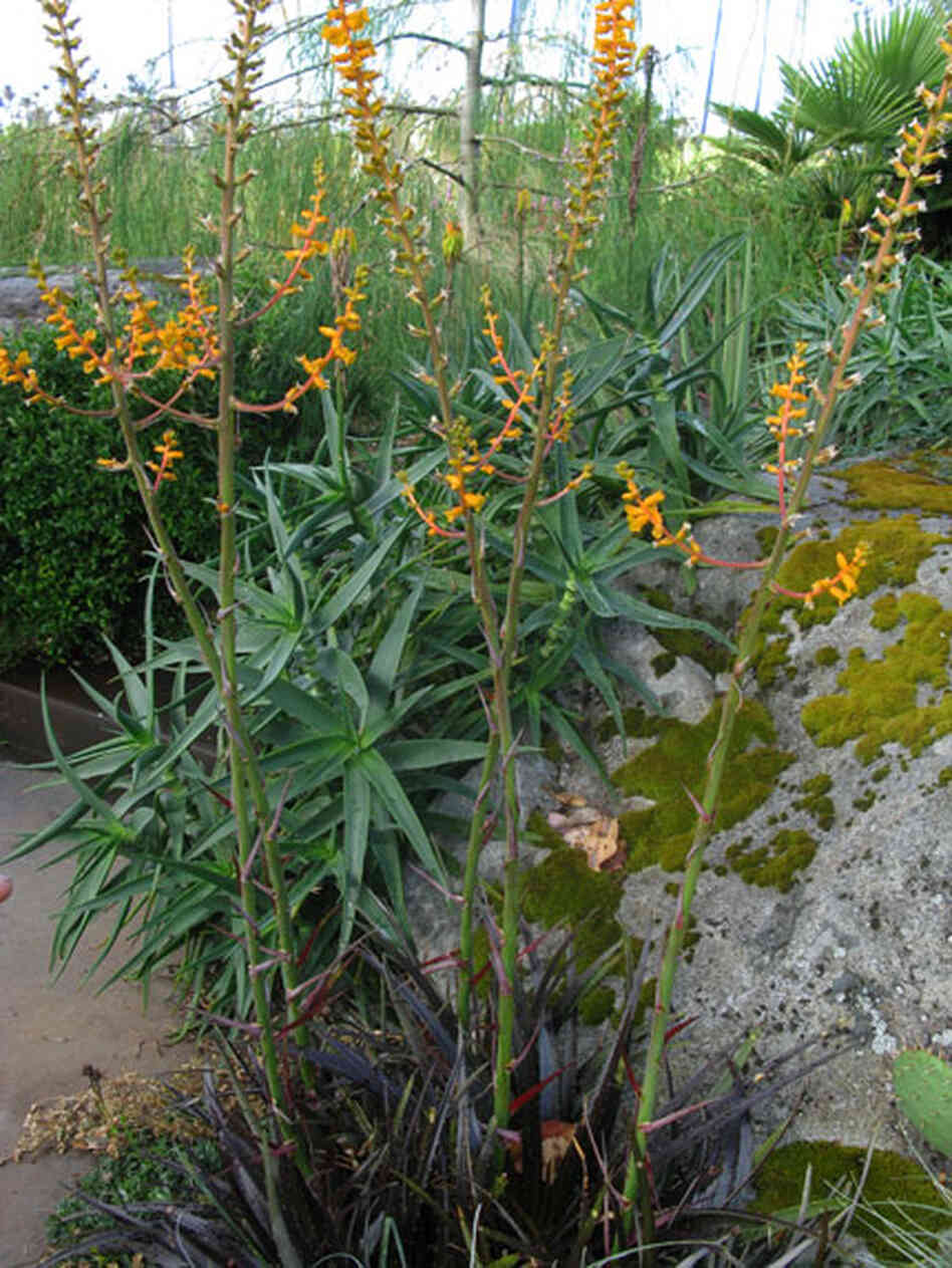 tall golden orange flower spike tall golden orange flower spike