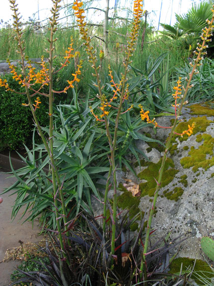 tall golden orange flower spike