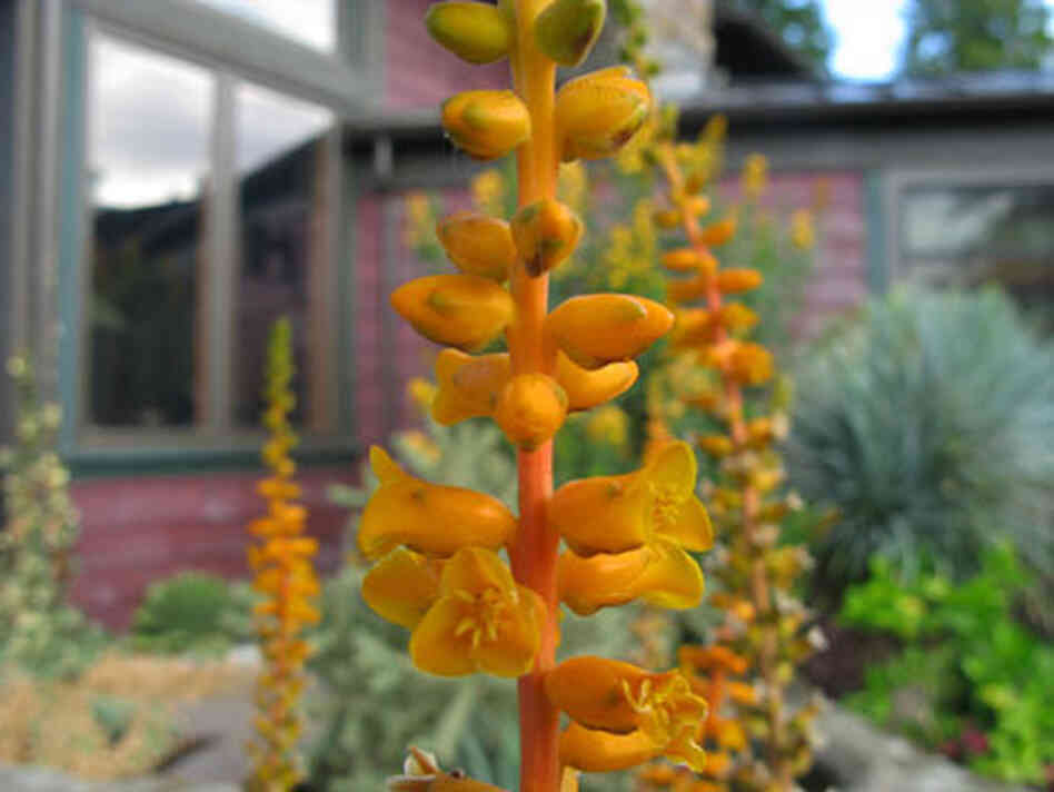 orange flower stalk of Dyckia Cherry Coke orange flower stalk of Dyckia Cherry Coke