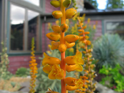 orange flower stalk of Dyckia Cherry Coke