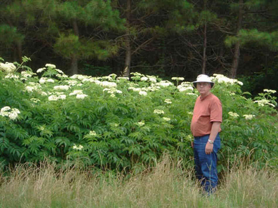 roadside elderberry roadside elderberry