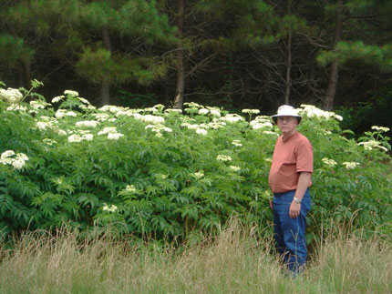roadside elderberry