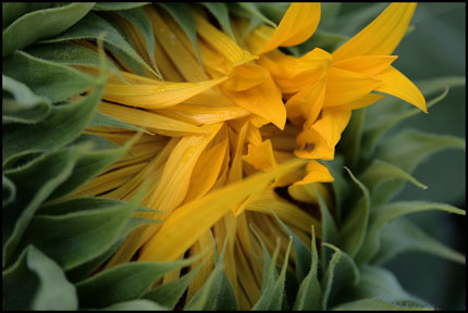 sunflower opening