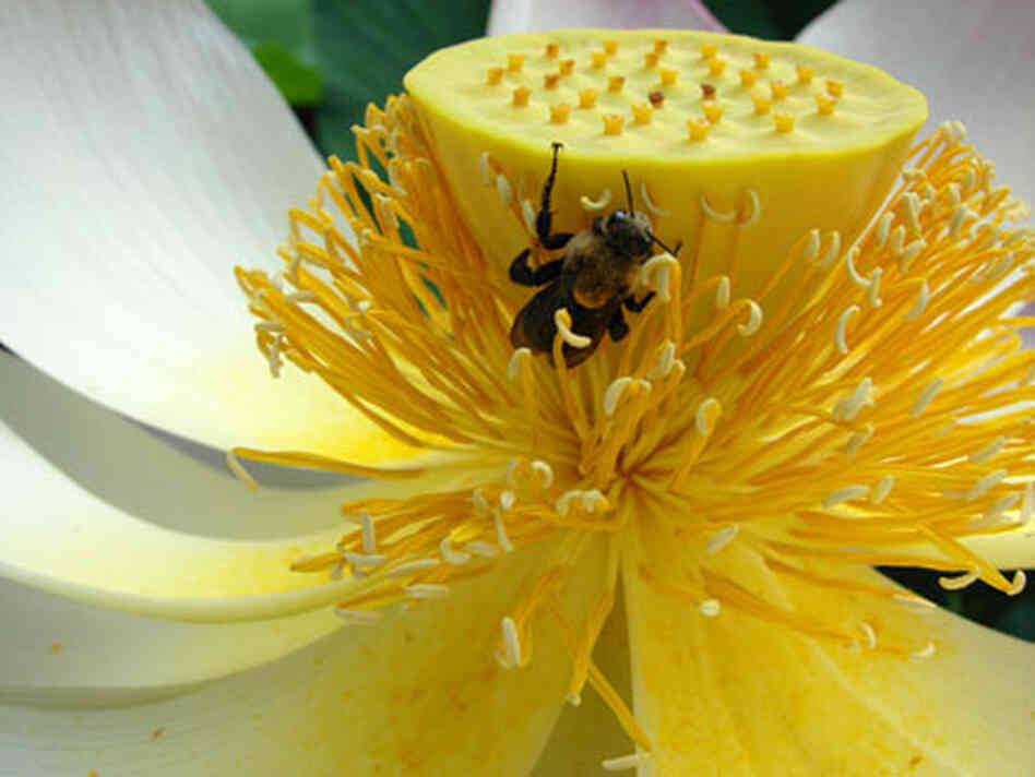 bee in lotus bee in lotus