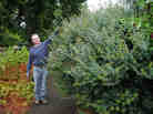 overgrown shrub