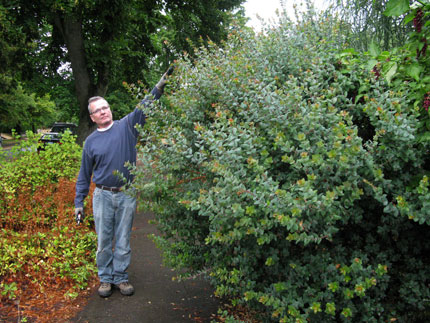overgrown shrub