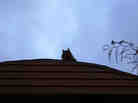 cat on roof at dawn
