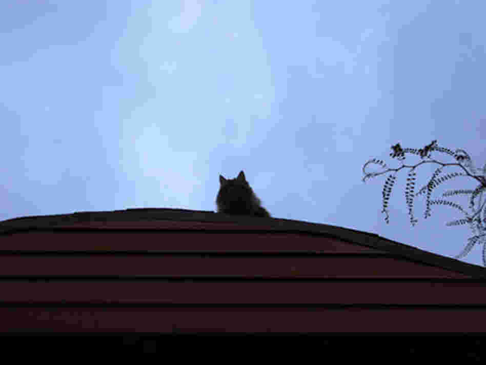 cat on roof at dawn cat on roof at dawn