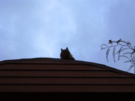 cat on roof at dawn