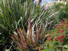 multi-colored blades of New Zealand flax