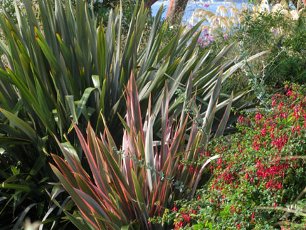 multi-colored blades of New Zealand flax