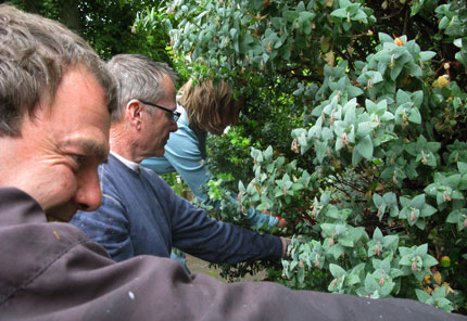 three pruners on one shrub