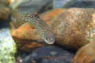 A juvenile salmon, either steelhead or chinook, photographed this time last year by Mary Edwards in A juvenile salmon, either steelhead or chinook, photographed this time last year by Mary Edwards in