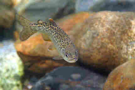 A juvenile salmon, either steelhead or chinook, photographed this time last year by Mary Edwards in A juvenile salmon, either steelhead or chinook, photographed this time last year by Mary Edwards in