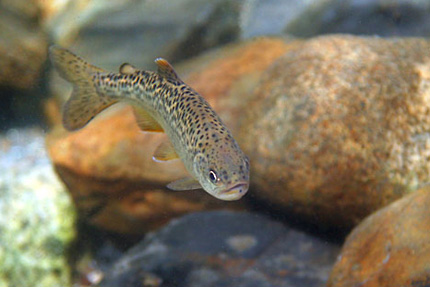 A juvenile salmon, either steelhead or chinook, photographed this time last year by Mary Edwards in eastern Oregon's Lostine River.
