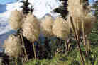 TP flickr member Live Now posted this to the stumped page to see what might turn up. The answer, wit