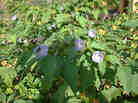 the shoo fly plant
