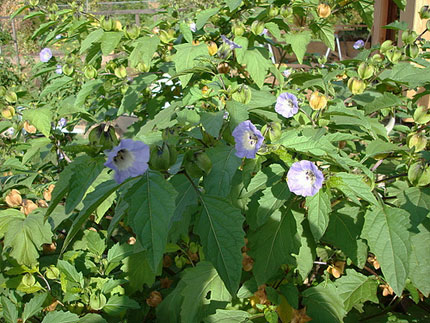 the shoo fly plant