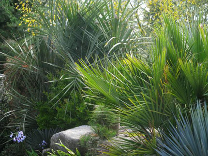 blades of grass and palms