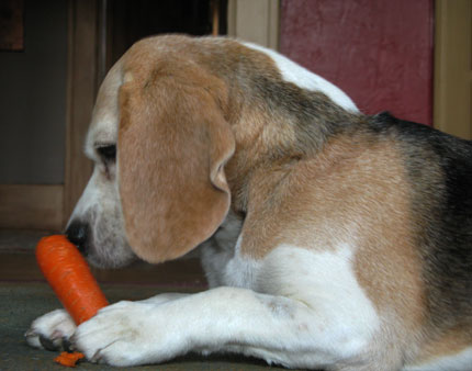 carrot wielding beagle