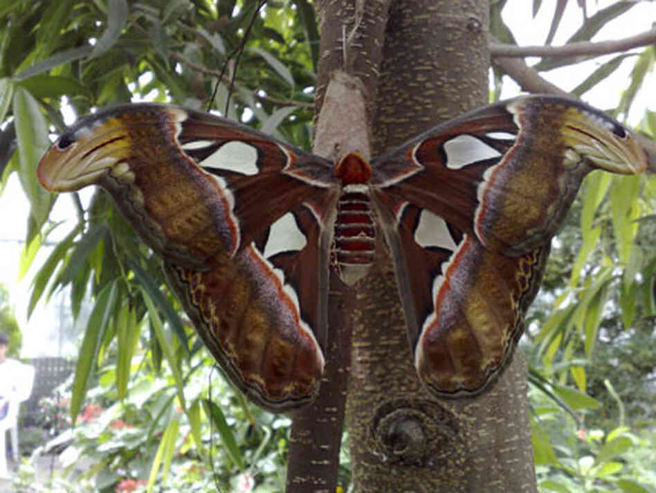 mature Atlas moth mature Atlas moth