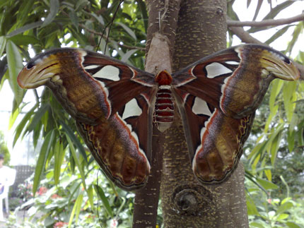 mature Atlas moth