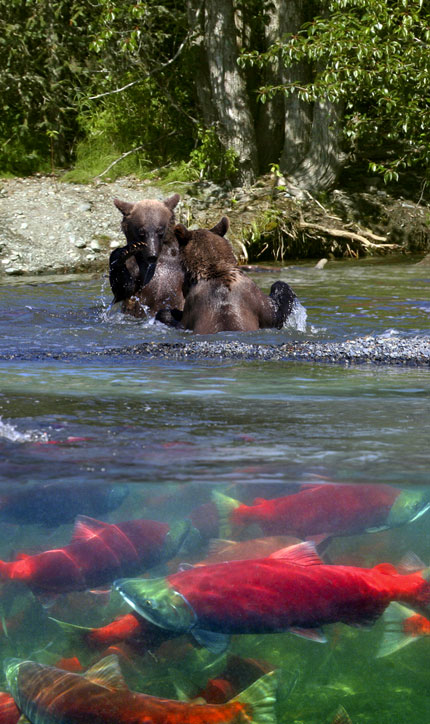 composite photo of bears and trout