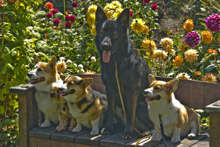 dogs on a bench