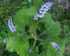 what is this forget-me-not- blue-floered plant?