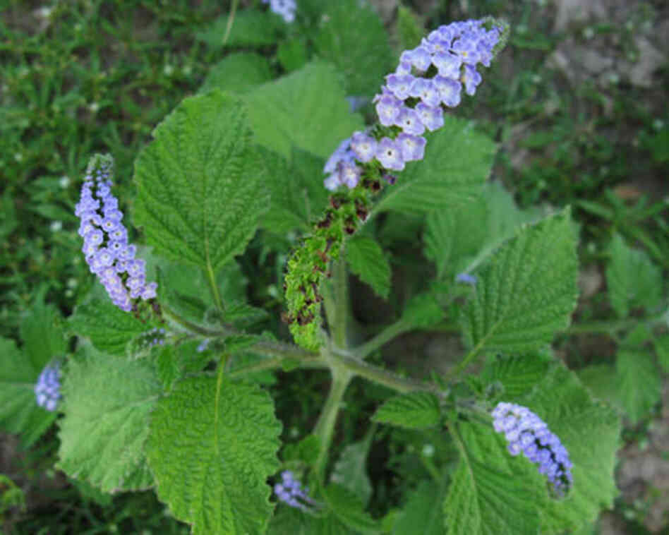 what is this forget-me-not- blue-floered plant? what is this forget-me-not- blue-floered plant?