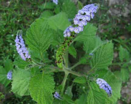 what is this forget-me-not- blue-floered plant?