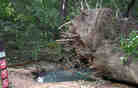 upended big oak