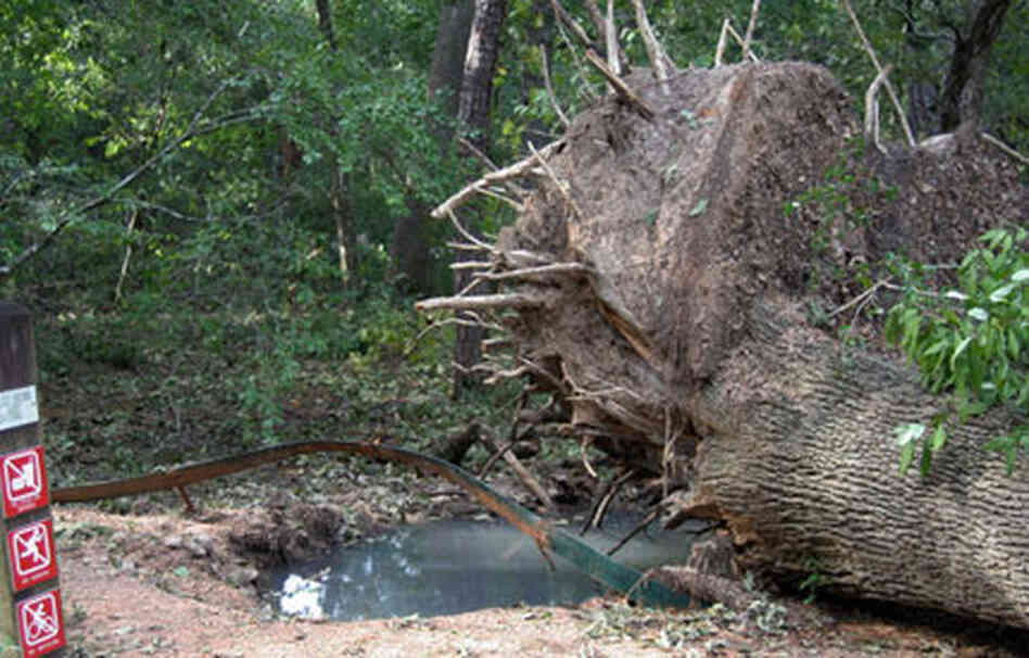 upended big oak upended big oak