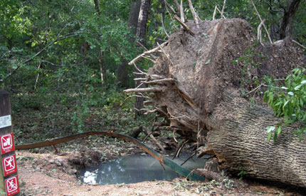 upended big oak