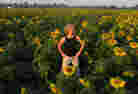 sunflower fields