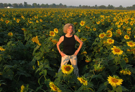 sunflower fields