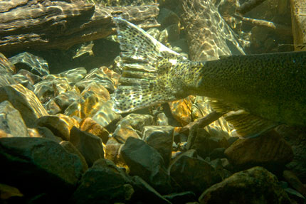 Chinook salmon tail