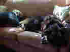 two dogs on a sofa two dogs on a sofa