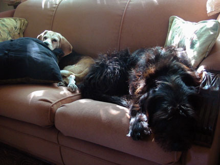 two dogs on a sofa