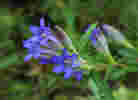 bright blue gentian