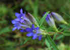 bright blue gentian