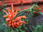 two stages of a leonitis flower