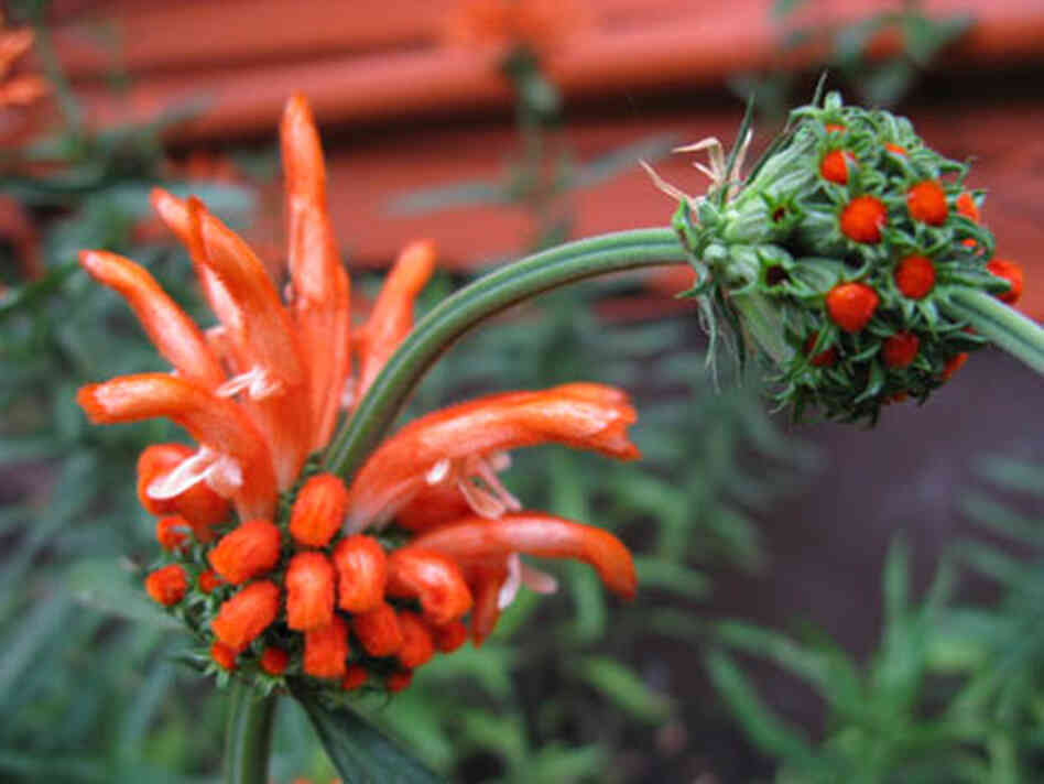 two stages of a leonitis flower two stages of a leonitis flower