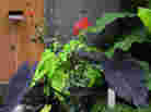fountain plants