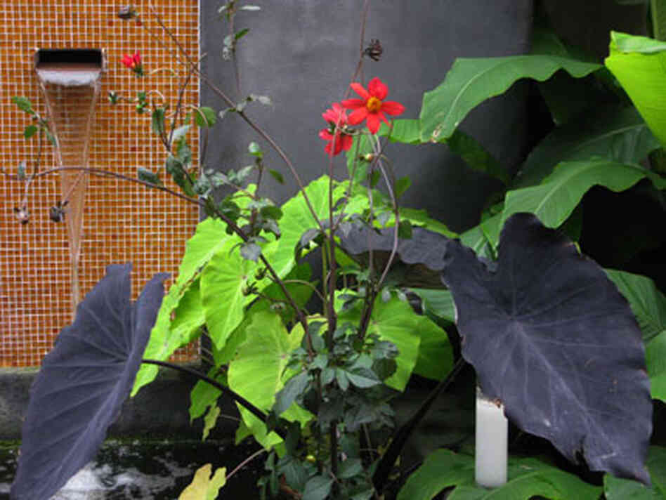 fountain plants fountain plants