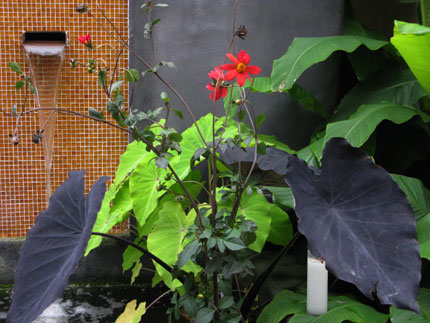 fountain plants