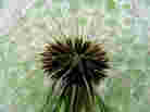 seedhead close-up
