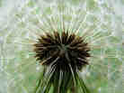 seedhead close-up